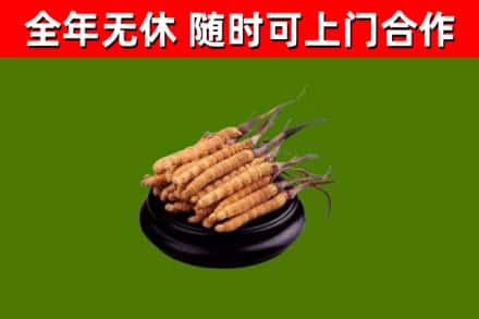 望谟烟酒回收冬虫夏草.jpg